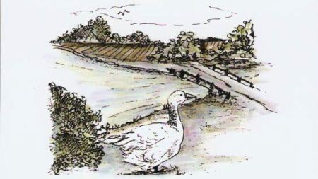 One Old Goose